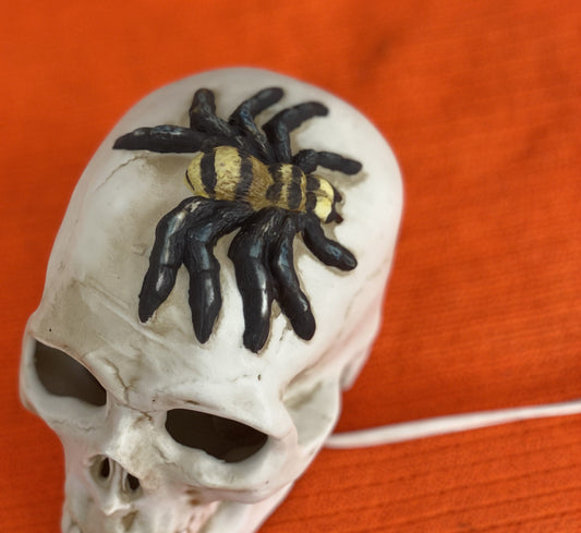 Seasonal-Halloween Ceramic Skull with Spider on Top of Skull Electric-Illumination Approx 5” H x 3.5 Wide Made in Taiwan